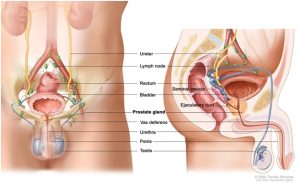 Prostate cancer survival rate